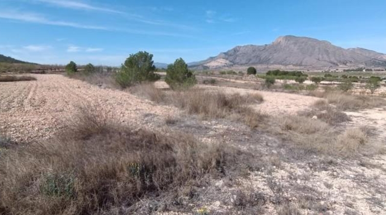 Alicante - Orihuela - 15900m2