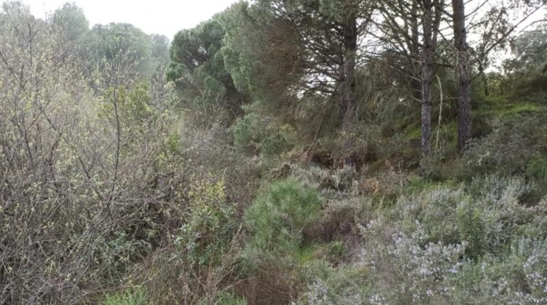 Córdoba - Córdoba - 1153m2