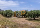 Non-developable land for sale on España, Huércal-Overa, ref: TR375903 photo