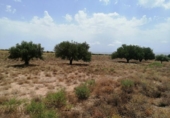 Terreny no urbanitzable en venda a la España, Fuente Álamo, ref.: TR131179 foto