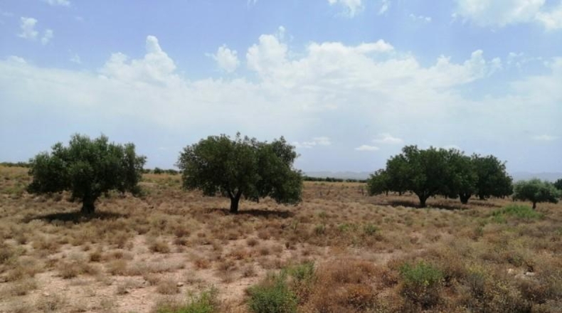 Murcia - Fuente Álamo de Murcia - 39777m2