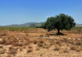 Terreny no urbanitzable en venda a la España, Fuente Álamo, ref.: TR131179 foto
