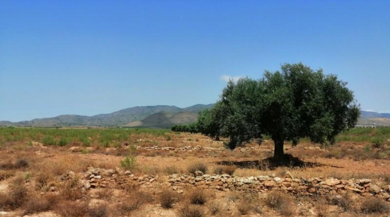 Murcia - Fuente Álamo de Murcia - 39777m2