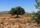 Terreny no urbanitzable en venda a la España, Fuente Álamo, ref.: TR131179 foto