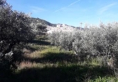 Parcel·la urbanitzable en venda a la España, Moratalla, ref.: TR120958 foto