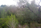 Terreny no urbanitzable en venda a la España, l'Ametlla de Mar, ref.: TR116612 foto