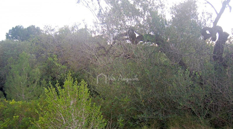 Tarragona - l'Ametlla de Mar - 37272m2