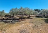 Terreny no urbanitzable en venda a la España, el Perelló, ref.: TR116046 foto
