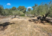 Terreny no urbanitzable en venda a la España, el Perelló, ref.: TR116046 foto