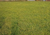 Land suitable for development for sale on España, Pola de Siero, ref: TR367719 photo