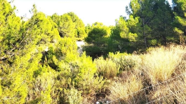 Murcia - Mula - 97204m2