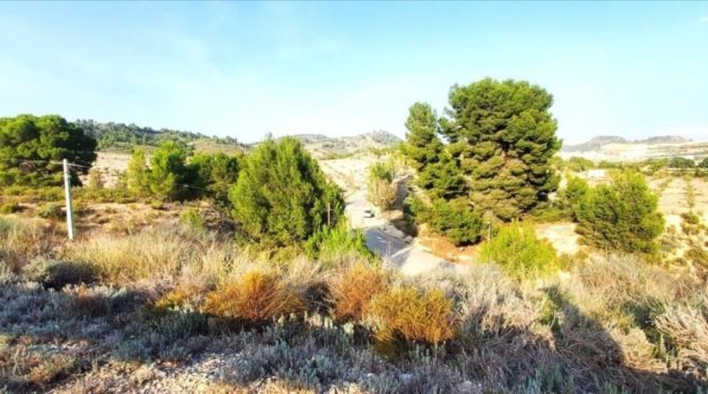 Murcia - Mula - 97204m2
