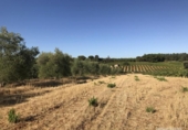 Xalet independent amb terreny en venda a la España, Hinojos, ref.: TR332091 foto