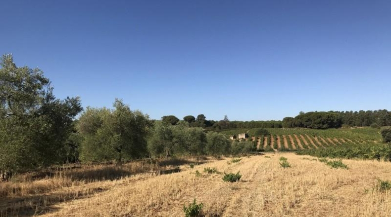 Huelva - Hinojos - 40196m2