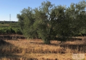 Xalet independent amb terreny en venda a la España, Hinojos, ref.: TR332091 foto