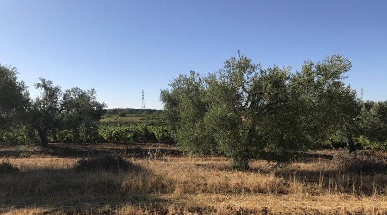 Huelva - Hinojos - 40196m2