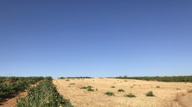 Huelva - Hinojos - 40196m2