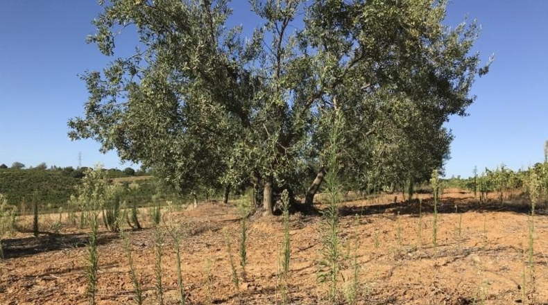 Huelva - Hinojos - 40196m2