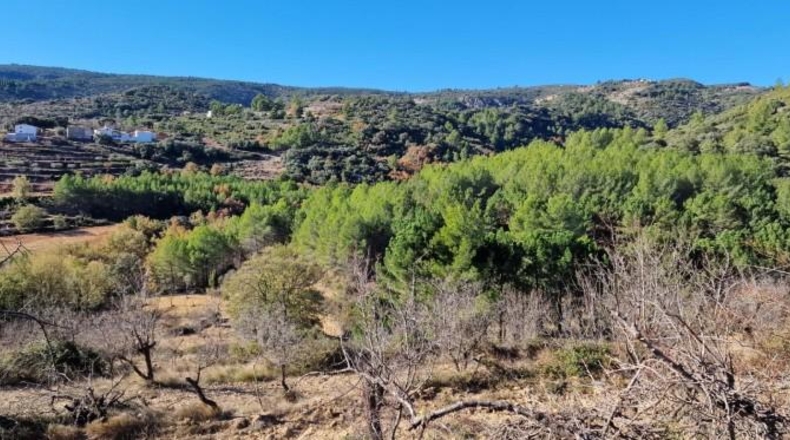 Castellon - Adzaneta - 39497m2
