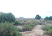 Terreny no urbanitzable en venda a la España, Crevillent, ref.: TR116527 foto
