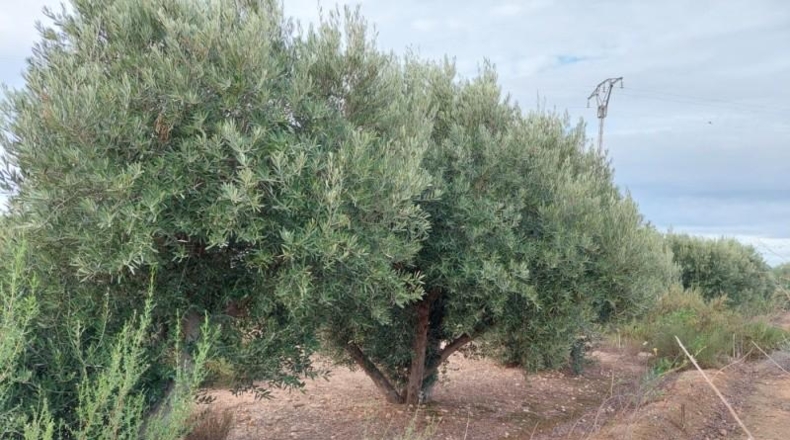 Alicante - Crevillente - 12800m2