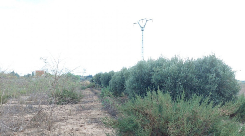 Alicante - Crevillente - 12800m2