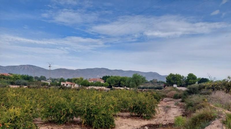 Alicante - Crevillente - 12800m2