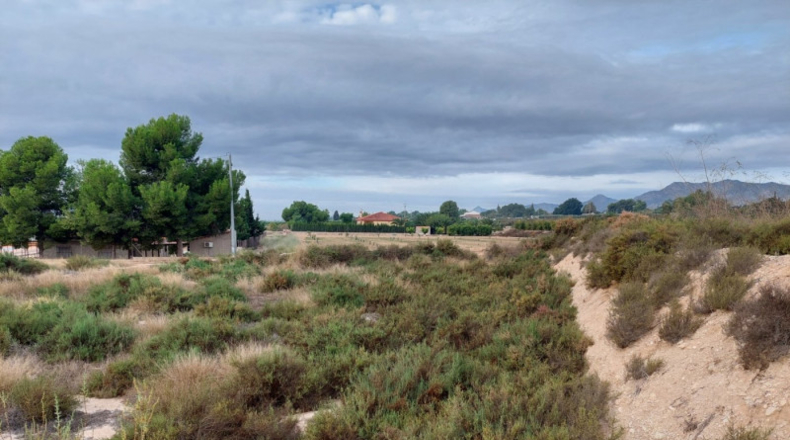 Alicante - Crevillente - 12800m2