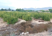Terreny no urbanitzable en venda a la España, Crevillent, ref.: TR116527 foto