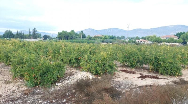 Alicante - Crevillente - 12800m2