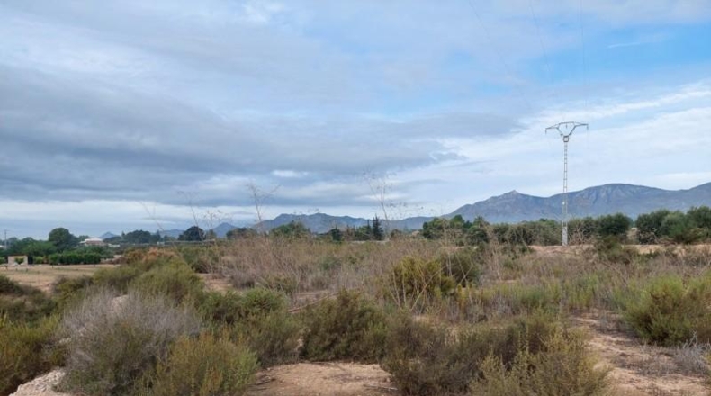 Alicante - Crevillente - 12800m2