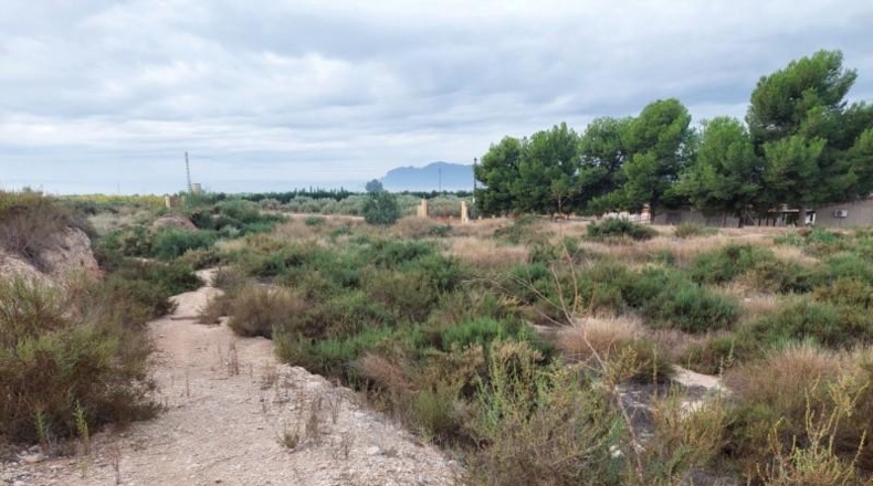 Alicante - Crevillente - 12800m2
