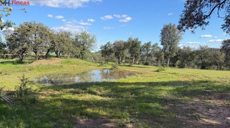 Huelva - Almonaster la Real - 80824m2