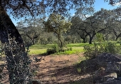 Non-developable land for sale on España, Almonaster la Real, ref: TR248246 photo