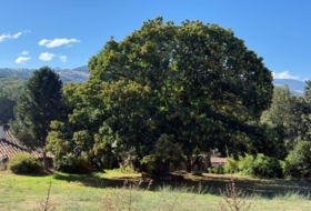 Umbrías 1736&nbsp;m² 