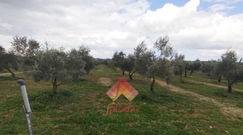 Малага - Arriate - 11000m2
