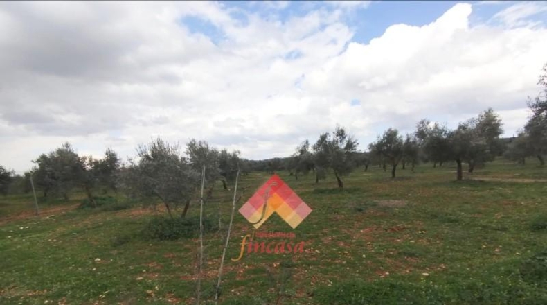 Малага - Arriate - 11000m2