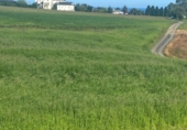Land suitable for development for sale on España, Coaña, ref: TR243223 photo