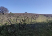 Terreny no urbanitzable en venda a la España, Sanlúcar de Barrameda, ref.: TR218466 foto