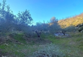 Terreno no urbanizable en venta en la España, el Perelló, ref: TR127190 foto