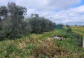 Detached villa with land for sale on España, El Viso, ref: TR300567 photo
