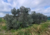 Detached villa with land for sale on España, El Viso, ref: TR300567 photo