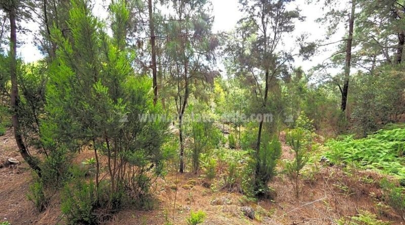 Santa Cruz de Tenerife - Icod de los Vinos - 6941m2