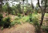 Terreny no urbanitzable en venda a la España, Icod de los Vinos, ref.: TR130608 foto