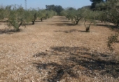 Terreno no urbanizable en venta en la España, Ontinyent, ref: TR113796 foto