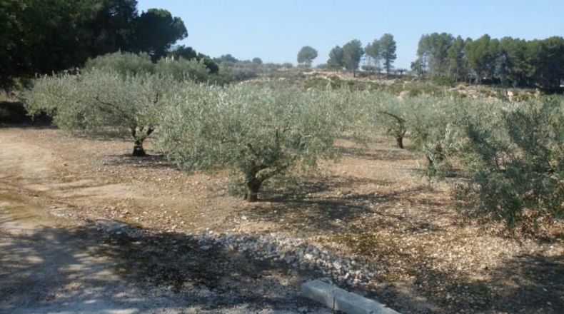 València - Onteniente - 6656m2