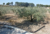 Terreno no urbanizable en venta en la España, Ontinyent, ref: TR113796 foto