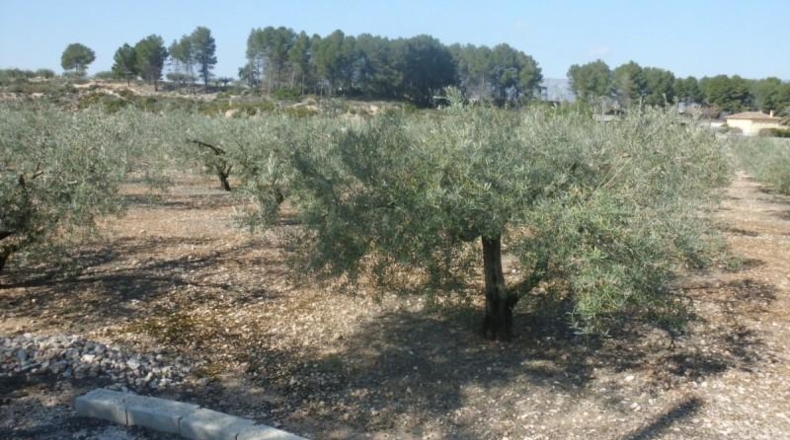València - Onteniente - 6656m2