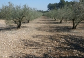 Terreno no urbanizable en venta en la España, Ontinyent, ref: TR113796 foto