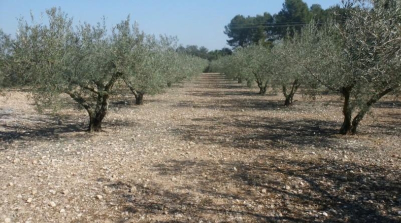 València - Onteniente - 6656m2